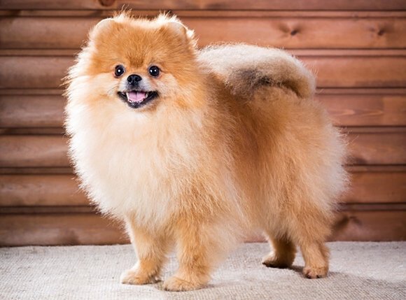 Проживание с собакой до 12 кг и до 30 см в холке